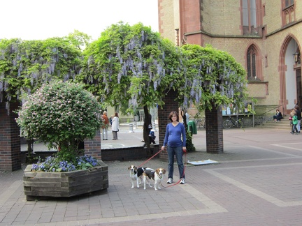 Viernheim church - Erynn and the dogs